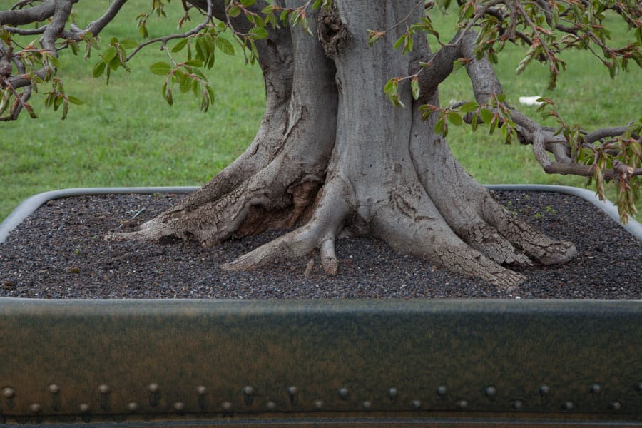 po8 木 Carpinus orientalis 01 - Meleda Bonsai Studio