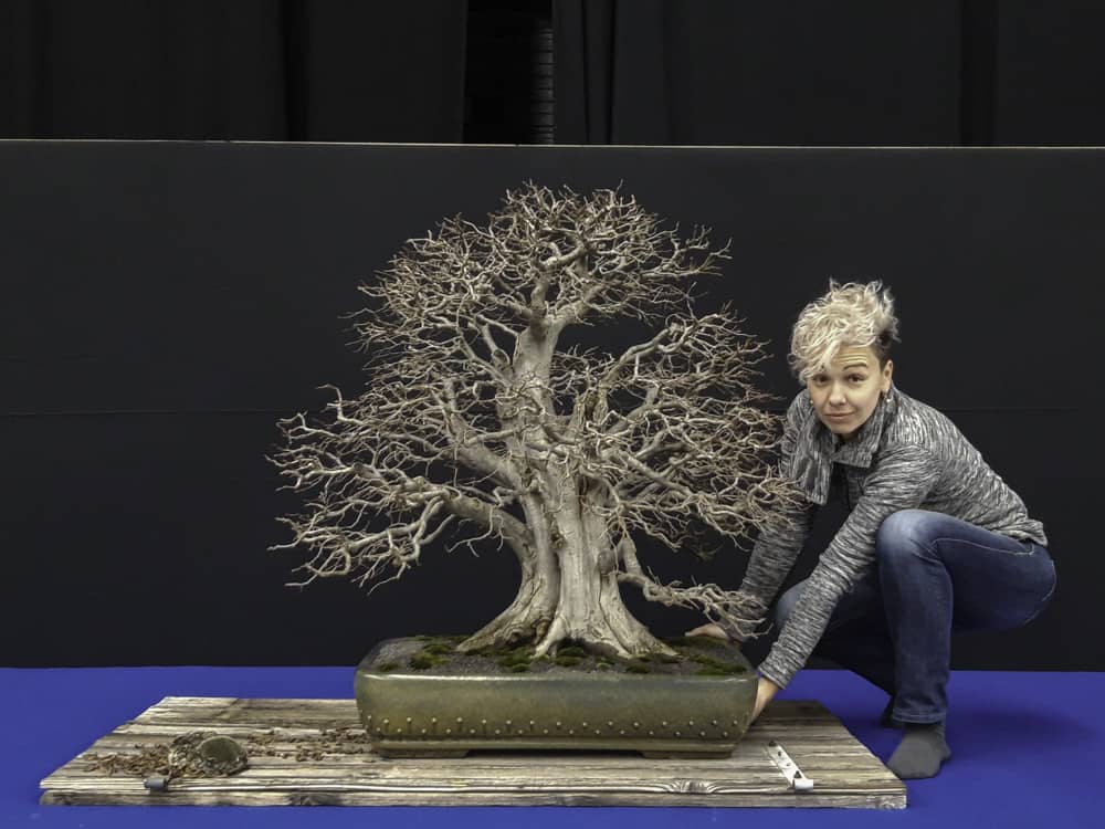 Carpinus orientalis 01 - Meleda Bonsai Studio