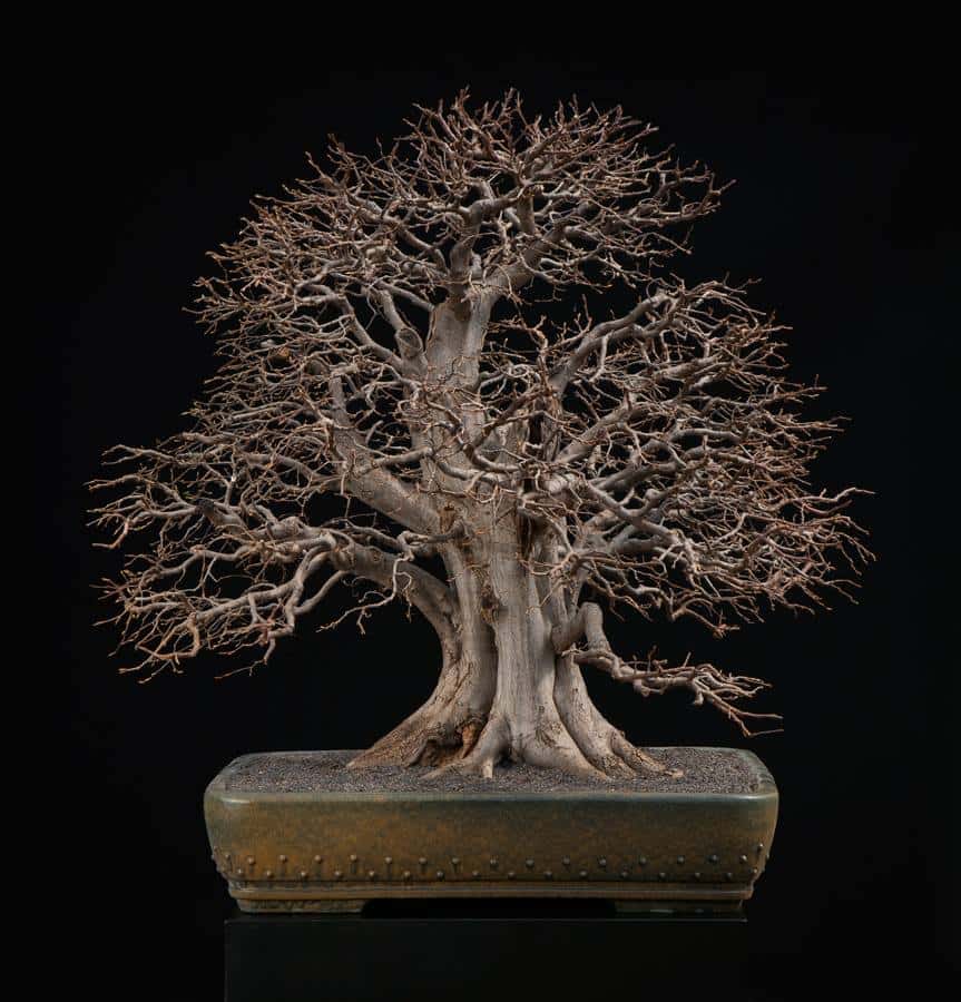 Carpinus orientalis 01 - Meleda Bonsai Studio