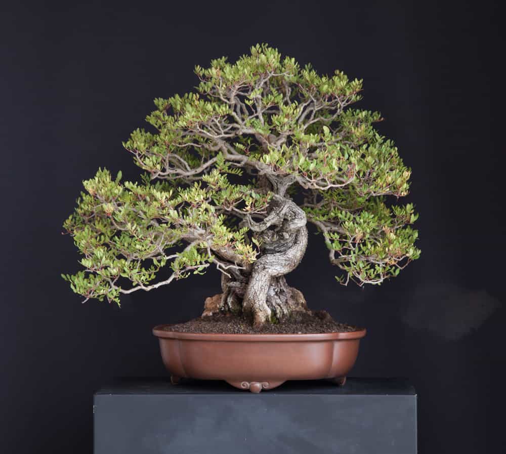 Pistacia Lentiscus 01 - Meleda Bonsai Studio