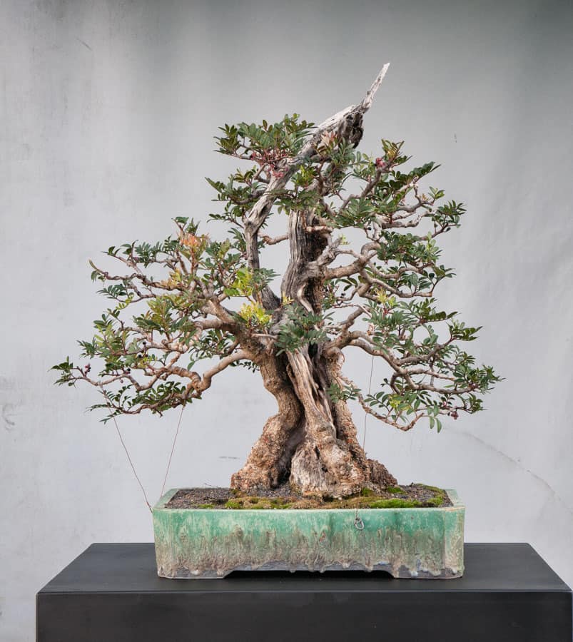 Pistacia lentiscus 03 - Meleda Bonsai Studio