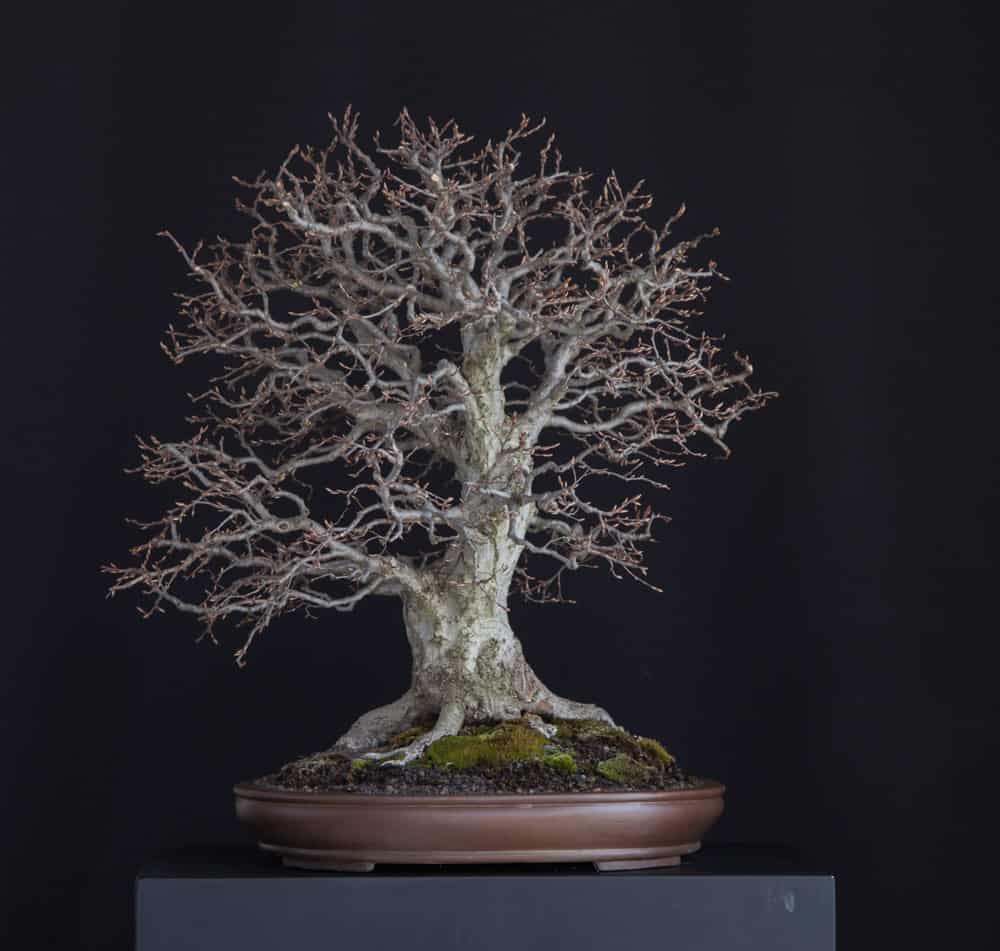 Carpinus orientalis 04 - Meleda Bonsai Studio