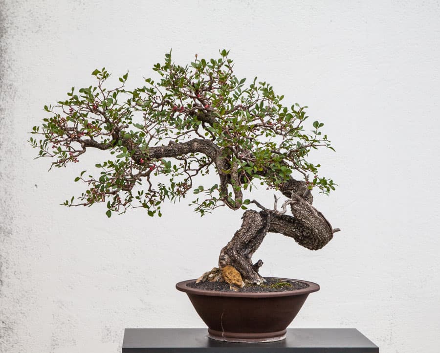 Pistacia lentiscus 06 - Meleda Bonsai Studio