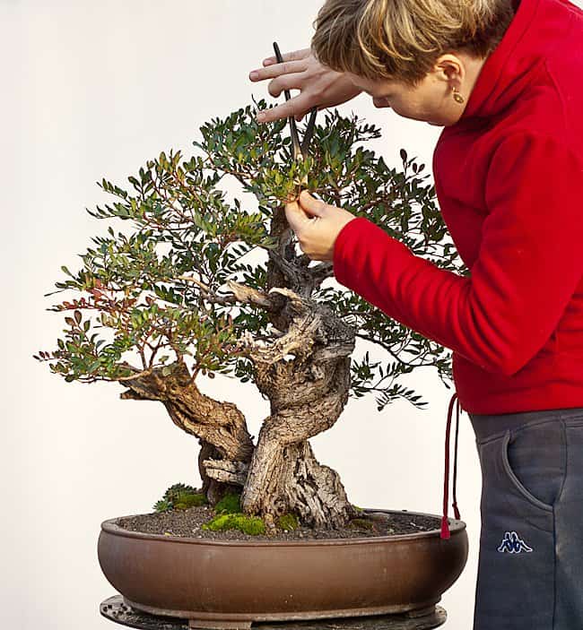 Pistacia lentiscus 01 - Meleda Bonsai Studio