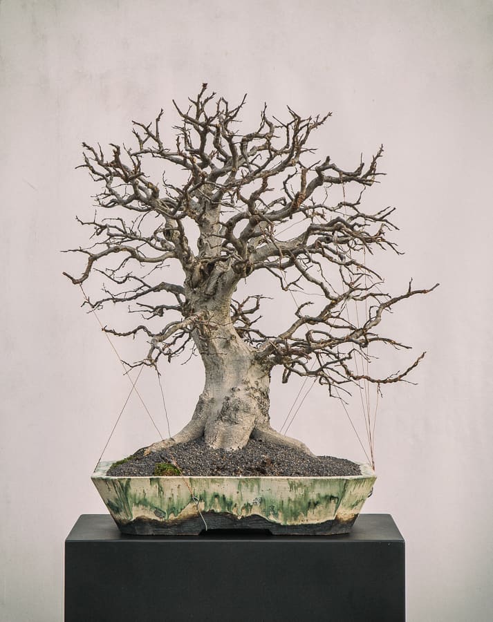 japanese maple bonsai indoor LEGO Botanicals Japanese Red Maple Bonsai Tree 10348